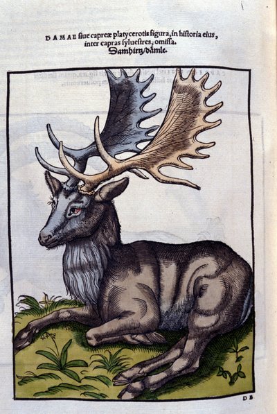 Un renne (cervidé) dans Historia Animalium de Conrad Gesner (1516 - 1565), Tiguri - Unknown artist