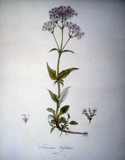 Valeriana mauve ou Valeriana tripteris. Herbier du 19ème siècle. - Unknown artist