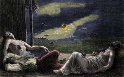 Chauve-souris vampire suçant le sang des hommes endormis les nuits de pleine lune. Gravure du 19ème siècle - Unknown artist