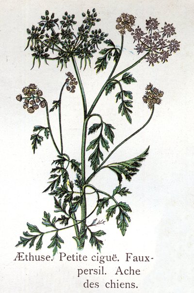 Plantes botaniques vénéneuses : aethuse, petite ciguë, faux persil et ache des chiens. Gravure dans "La médication naturelle", par Friedrich Eduard Bilz (1842-1922) - Unknown artist