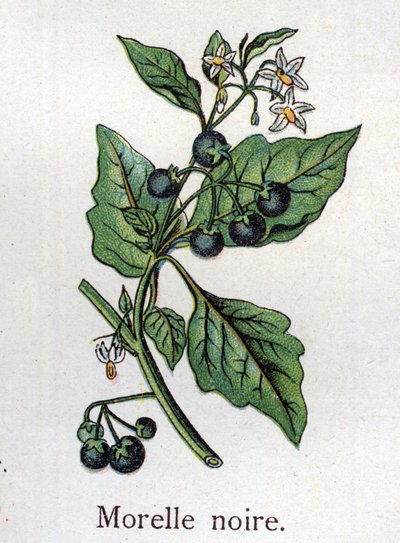 Plantes botaniques vénéneuses : morelle noire. Gravure dans "La médication naturelle" de Friedrich Eduard Bilz (1842-1922) - Unknown artist