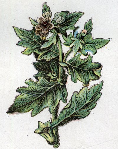 Plantes botaniques vénéneuses : jusquiame. Gravure dans "La médication naturelle" de Friedrich Eduard Bilz (1842-1922) - Unknown artist