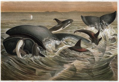 Baleine et orque (Orcinus orca) - gravure de « La Vie des Animaux » par Alfred Edmund Brehm (1829-1884) - Unknown artist