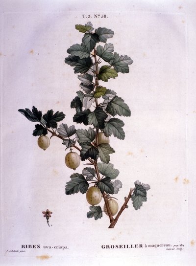 Groseille blanche ou maquereau : planche botanique du 19ème siècle. - Unknown artist