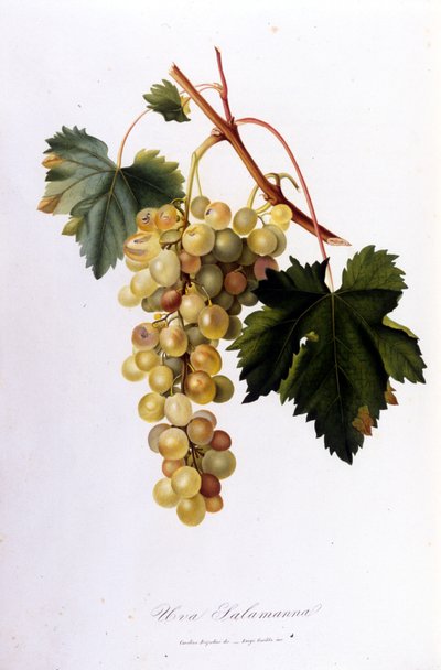 Raisins blancs. Gravure du 19ème siècle - Unknown artist