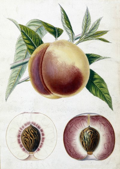 Pêche blanche - planche botanique - Unknown artist