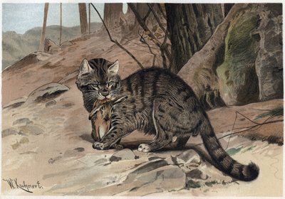 Chat sauvage - Le chat sauvage (Felis silvestris) - gravure de 