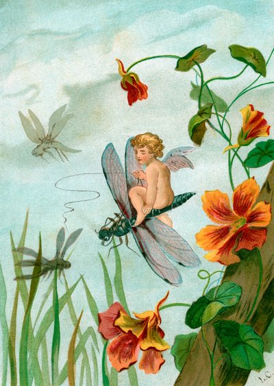 Fée ailée chevauchant une libellule près de fleurs de capucine - Unknown artist