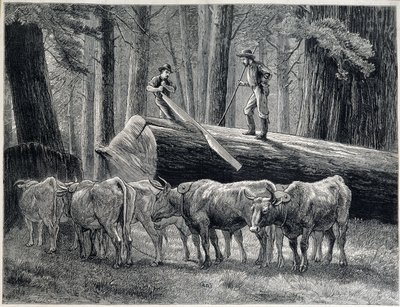 Bûcherons dans une forêt de séquoias en Californie - gravure - Unknown artist