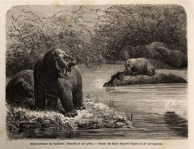 Hippopotame du Zambèze : femelle et son petit se rafraîchissant dans la rivière. Gravure pour illustrer les premiers voyages du Dr Livingstone en Afrique australe de 1840 à 1856, dans « Le tour du monde, nouveau journal des voyages » publié sous la directi - Unknown artist