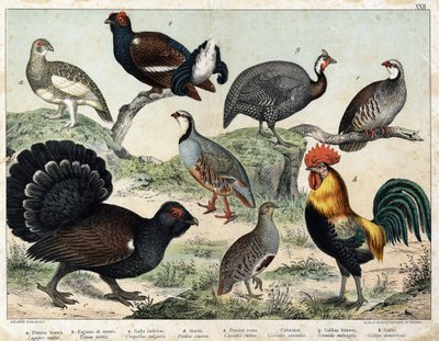 a: Lagopède alpin (Lagopus mutus), b: Tétras lyre (Tetrao tetrix), c: Grand tétras (Urogallus vulgaris), d: Perdrix cendrée (Partrix cinerea), e: Perdrix rouge (caccabis rubra), f: Bartavelle (caccabis saxatis), g: Pintade (Numida meleagris), h: Coq - Unknown artist