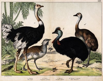 a : Grande outarde (Otis tarda), b : Casoar (Casuarius galeatus), c : Autruche africaine (Struthio camelus), d : Nandou (Rhea americana) - Dans « Histoire naturelle des oiseaux », éd. Hoepli, Milan - Unknown artist
