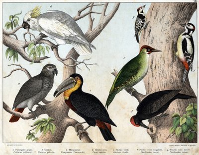 a: Perroquet gris (Psittacus erithacus), b: Perroquet cacatoes (Cacatua galerita), c: Toucan (Ramphastos temminckii), d: Pic noir (Picus Martius), e: Pic vert (Gecinus veridis), f: Pic épeiche (Dendrocopus minor) - « Histoire naturelle des oiseaux » - Unknown artist