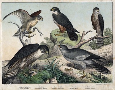 a : Faucon pèlerin (Falco peregrinus), b : Faucon hobereau (Hypotriorchis subbuteo), c : Faucon crécerelle (Tunnunculus alaudarius), d : Épervier d
