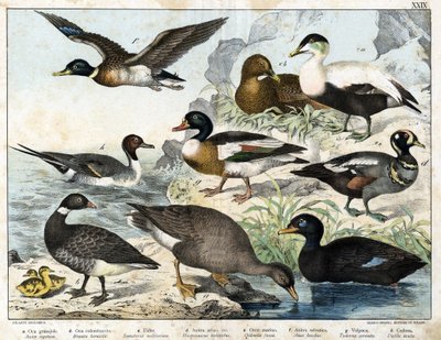 a : Oie des moissons (Asner segetum), b : Bernache cravant (Branta bernicla), c : Eider à duvet (Somateria mollissima), d : Arlequin plongeur (Histrionicus torquatus), e : Macreuse noire (Oidemia fusca), f : Canard colvert (Anas boschas), g : Tadorn de Bel - Unknown artist