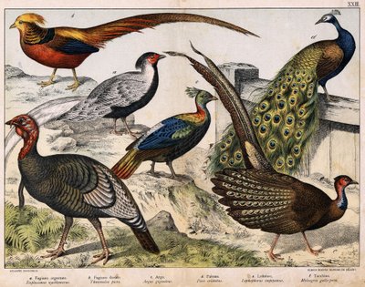 a: Faisan argenté (Euplocamus nycthemerus), b: Faisan doré (Thaumalea picta), c: Faisan majestueux (Argus giganteus), d: Paon bleu (Pavo cristatus), e: Lophophore impeyanus, f: Dinde (Meleagris gallo-pavo), dans « Histoire naturelle des oiseaux », éd. Hoep - Unknown artist
