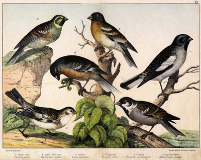 a: Moineau (Emberiza circlus), b: Moineau des neiges (Plectrophanes nivalis), c: Moineau (Pour domesticus), d: Pinson (Fringilla coelebs), e: Pinson du Nord (Fringilla montifringilla), Niverolle (Montifringilla nivalis) - dans "Histoire naturelle des oisea - Unknown artist
