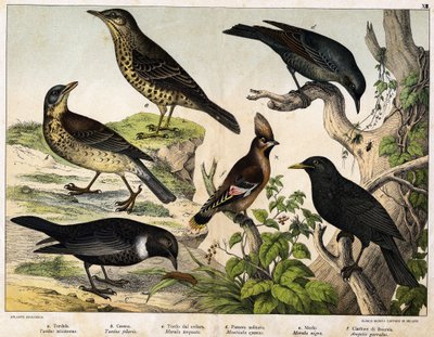 Grive, Merle, Merle bleu, Merle noir, Jaseur de Bohême - dans "Histoire naturelle des oiseaux", éd. Hoepli, Milan - Unknown artist