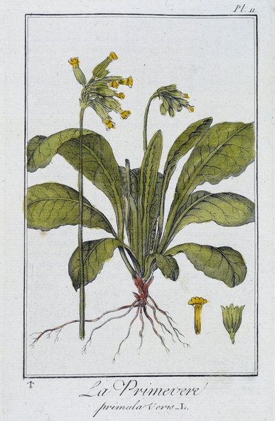 La Primevère (Primula veris) - dans "Exercices de botanique à l