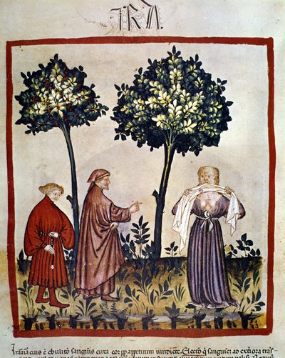 Rage ou personne en colère serrant un tissu entre ses dents. Enluminure du 14ème siècle du Tacuinum Sanitatis, Vienne, Bibliothèque nationale - Unknown artist