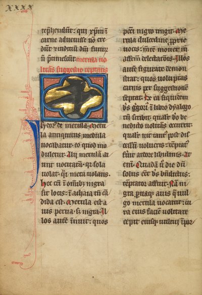 Un merle - Unknown artist