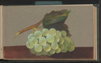 Une grappe de raisins - Unknown artist