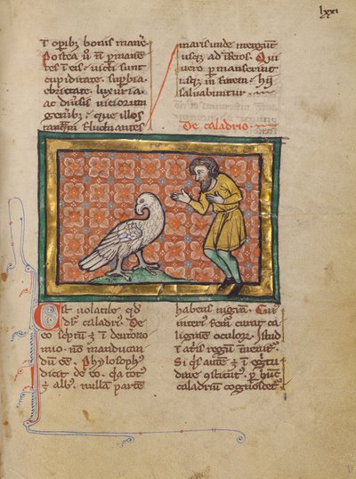 Un oiseau de Caladrius - Unknown artist