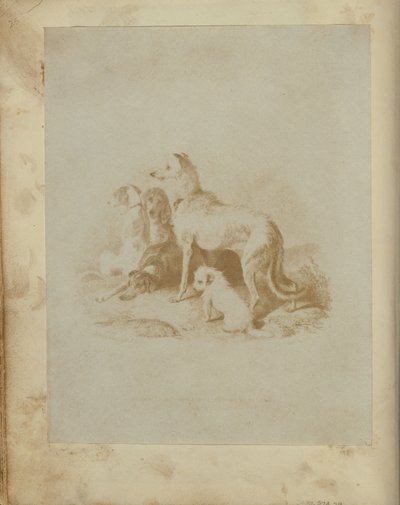 [Un groupe de cinq chiens] - Unknown artist