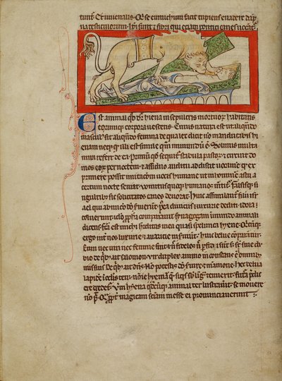Une hyène - Unknown artist