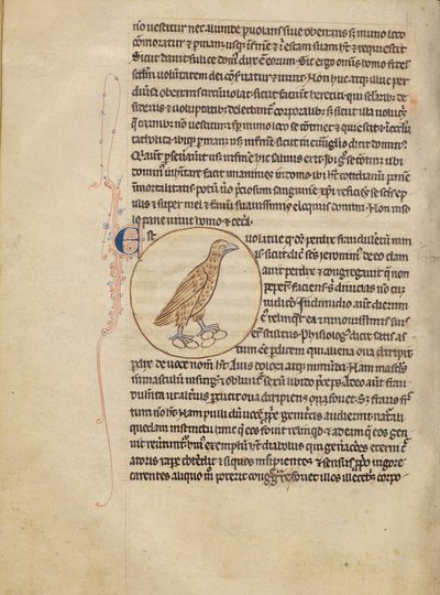 A Partridge - Unknown artist
