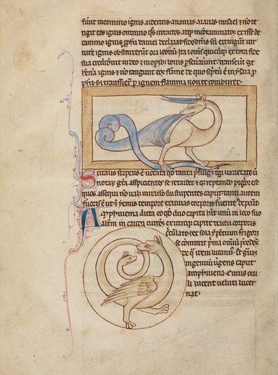 Un Scitalis ; Un Amphisbaena - Unknown artist