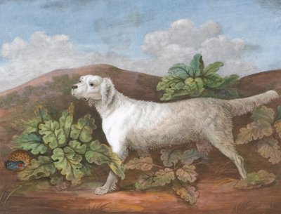 Un setter : face à gauche, avec une perdrix cachée parmi les bardanes à gauche - Unknown artist