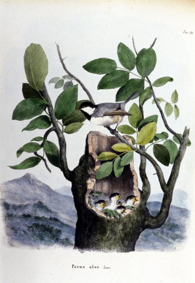 Planche représentant un oiseau commun (ou moineau) près de son nid. - Unknown artist