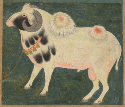 Un bélier royal avec une chaîne en or - Unknown artist