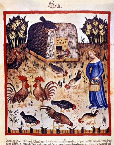 Une jeune femme dans une basse-cour nourrit des poules et des coqs. Enluminure du « Tacuinum sanitatis » - Unknown artist