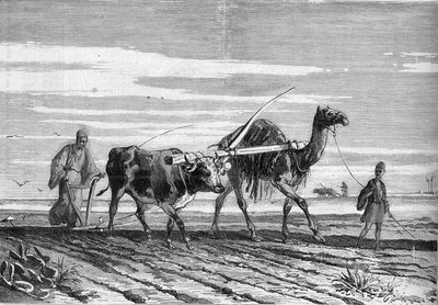 Agriculture en Égypte : une charrue tirée par une vache et un chameau. Gravure dans « Le Monde Illustré » n°1316 du 17 juin 1882. - Unknown artist