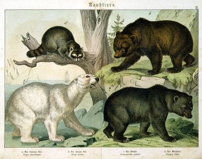 Ours américain, ours brun, ours polaire et marsupial - dans « Histoire naturelle des mammifères », éd. Schreiber, Munich - Unknown artist