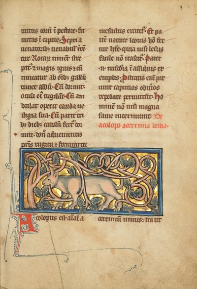 Antilope aux cornes enchevêtrées dans un buisson - Unknown artist