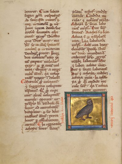 Un hibou aigle - Unknown artist