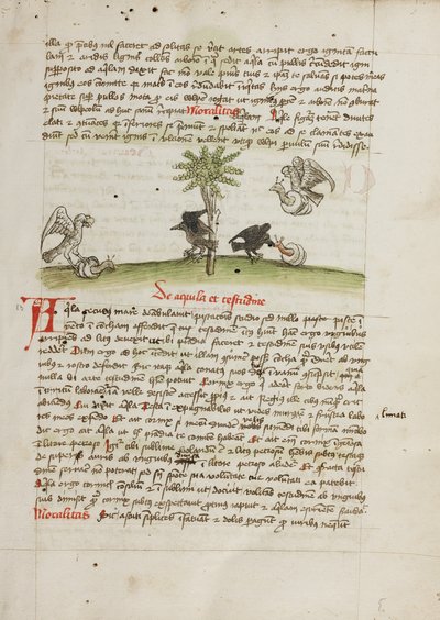 Un aigle saisissant un escargot ; une corneille picorant un escargot - Unknown artist