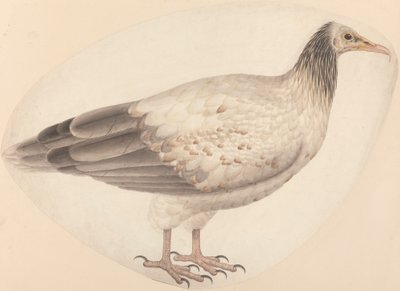 Un Vautour Égyptien - Unknown artist