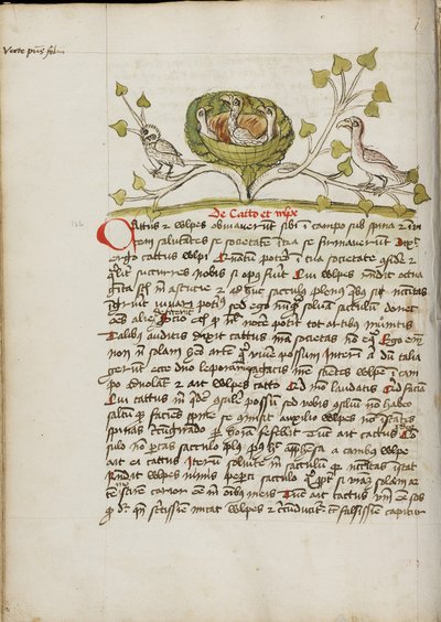Une chouette et un autour des palombes dans quelques branches - Unknown artist