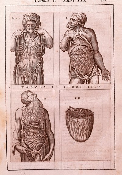 Planche anatomique représentant : les dimensions, muscles de l