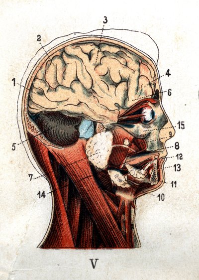 Anatomie : coupe transversale du crâne humain, section du cerveau et du visage. La planche représente les glandes au niveau du crâne, les lobes et le cervelet. Dans "La nouvelle médication naturelle" de F.E. Bilz. 1898 - Unknown artist