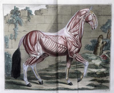 Anatomie du cheval : « Cours hippiatrique, traité complet de la médecine du cheval » par P. E Lafosse - Unknown artist