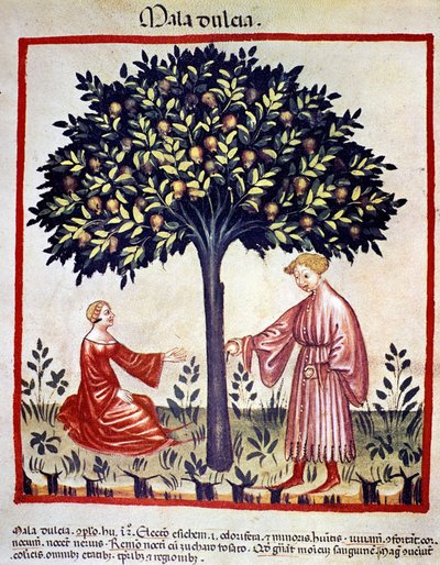 Cueillette des pommes. Enluminure du « Tacuinum sanitatis » - Unknown artist