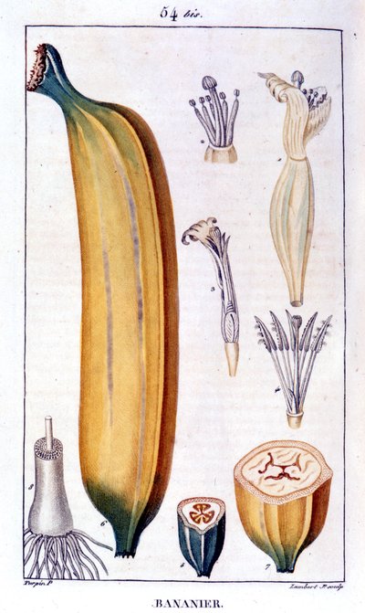 Bananier - gravure du 19ème siècle - Unknown artist