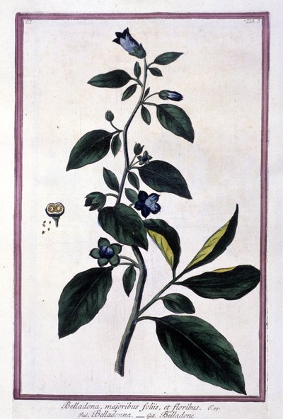 Belladone, fleurs et baies. Plante toxique utilisée en médecine. Gravure d