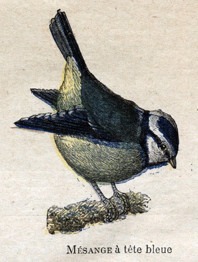 Oiseaux utiles à l
