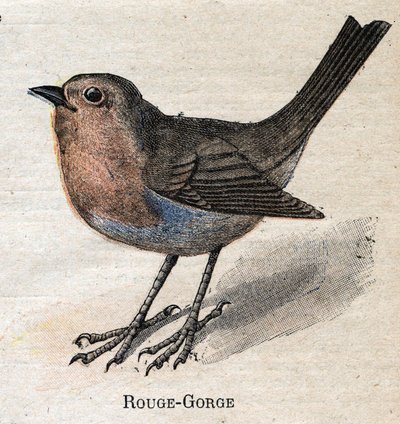 Oiseaux utiles à l